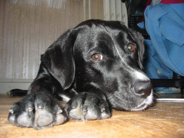 Luna, labrador X - Labrador Retriever