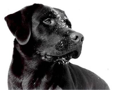 omer - Labrador Retriever Mâle (13 ans)