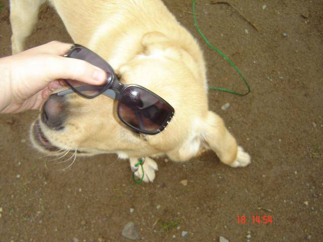 golden labrador - Labrador Retriever