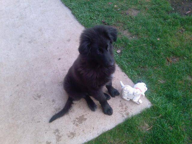 Eros labrador croisé colley - Labrador Retriever