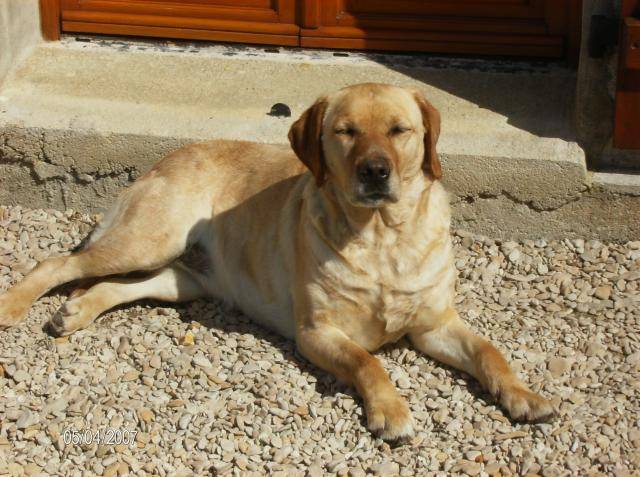 stecy labrador - Labrador Retriever