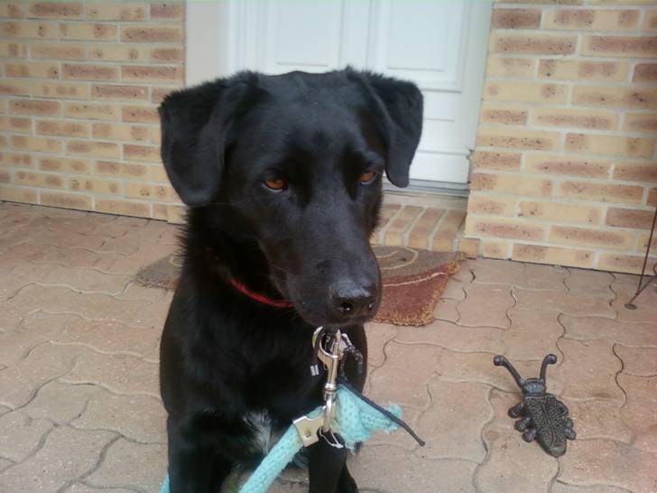 alph - Labrador Retriever Mâle (5 ans)
