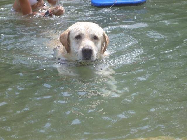 Timon, labrador - Labrador Retriever