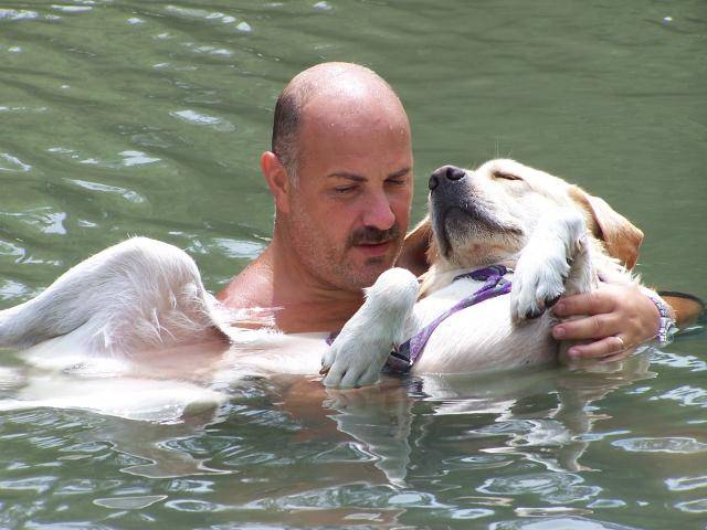 Timon, labrador - Labrador Retriever