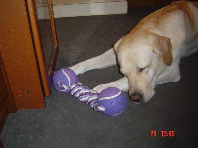 Timon, labrador - Labrador Retriever