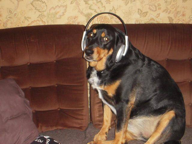 croisé labrador appi - Labrador Retriever