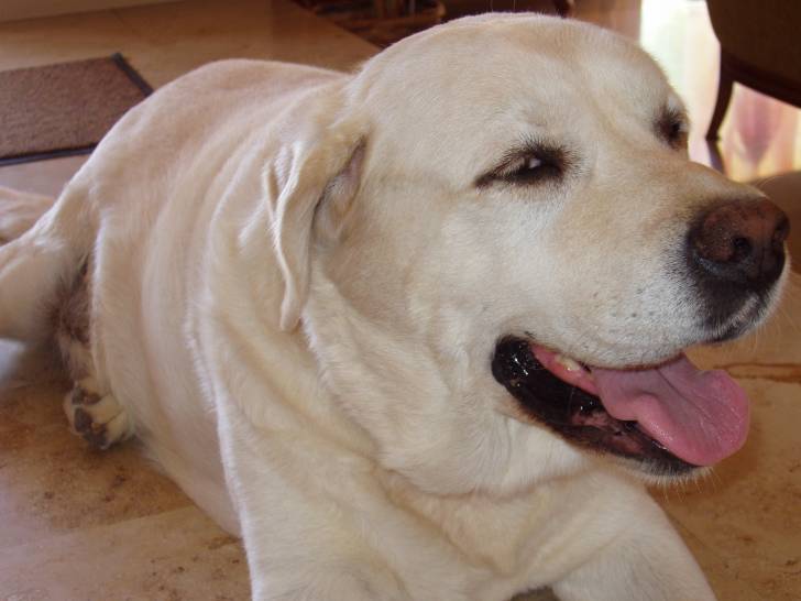 leroy - Labrador Retriever Mâle (12 ans)