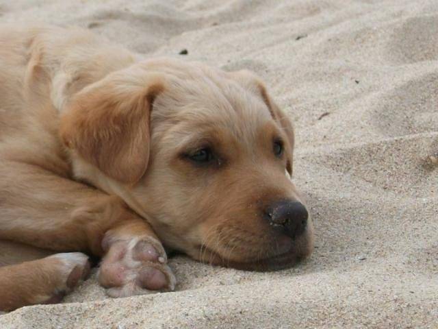 Croisé labrador Zali - Labrador Retriever
