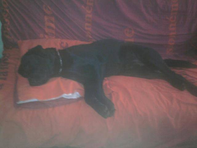 labrador diesel - Labrador Retriever