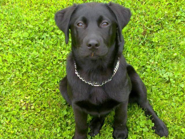 Tara Labrador - Labrador Retriever