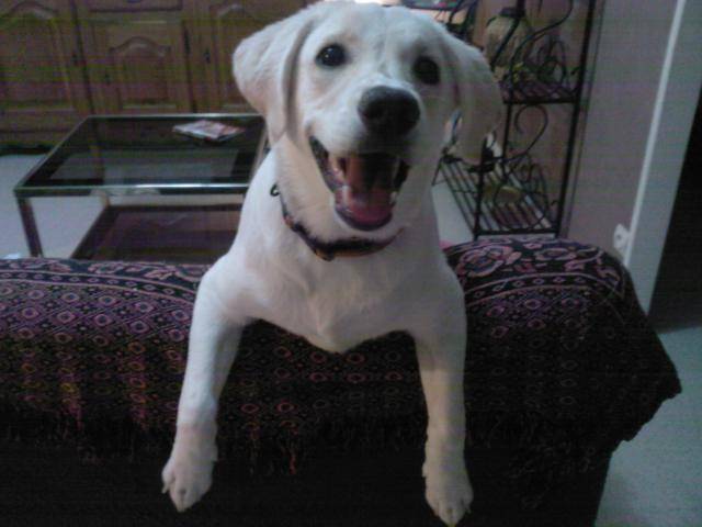 CHANEL croisè labrador golden - Labrador Retriever