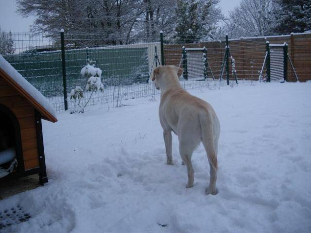 labrador Dina 2 ans - Labrador Retriever (2 ans)
