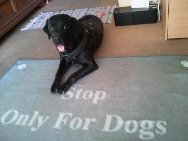 labrador bandit - Labrador Retriever