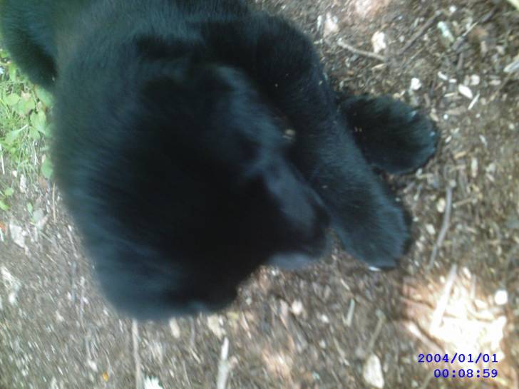 Tim - Labrador Retriever Mâle (1 mois)