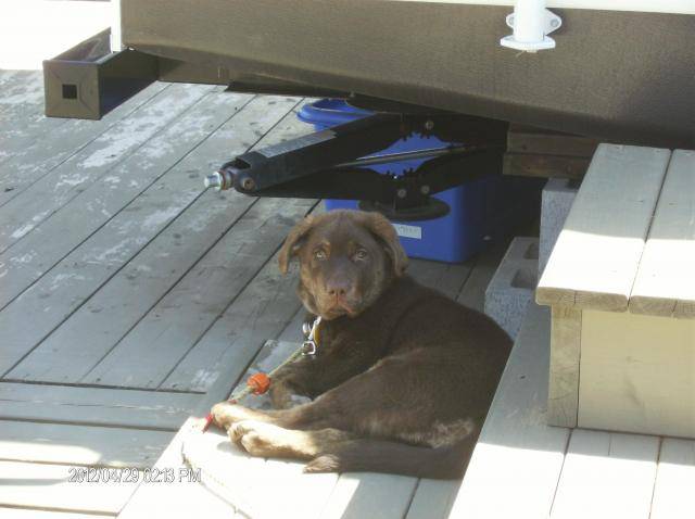 Labrador croisé - Labrador Retriever