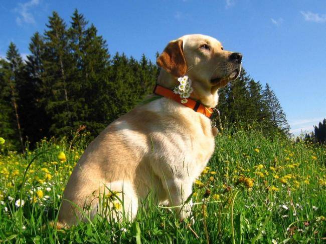 Caïd beau labrador en photo - Labrador Retriever