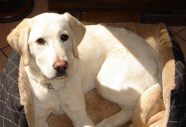 Elfy, Labrador sable 5 mois et demi - Labrador Retriever (5 mois)