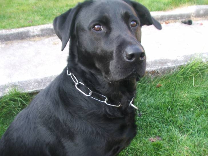 wanda - Labrador Retriever Femelle (6 ans)