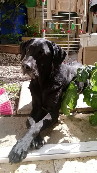 Scoubi Dou - Labrador Retriever Mâle