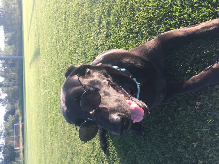 Marley - Labrador Retriever Femelle (6 ans)
