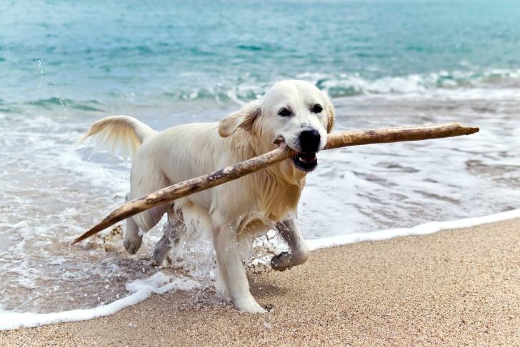 Le Labrador Retriever