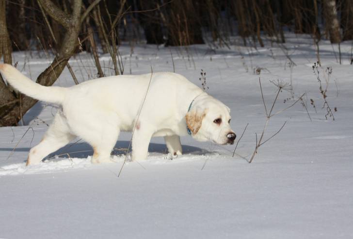 Le Labrador Retriever