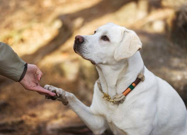 Le Labrador Retriever