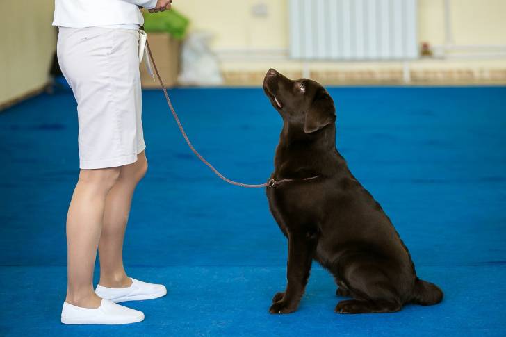 Le Labrador Retriever