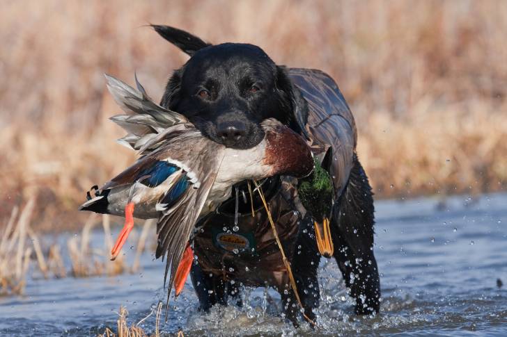 Un Labrador noir tient un canard mort dans sa gueule