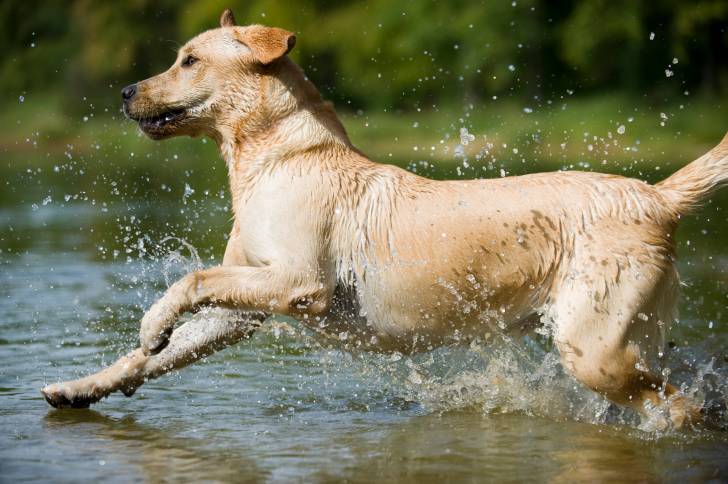 Un Labrador court pour entrer dans l'eau d'un lac