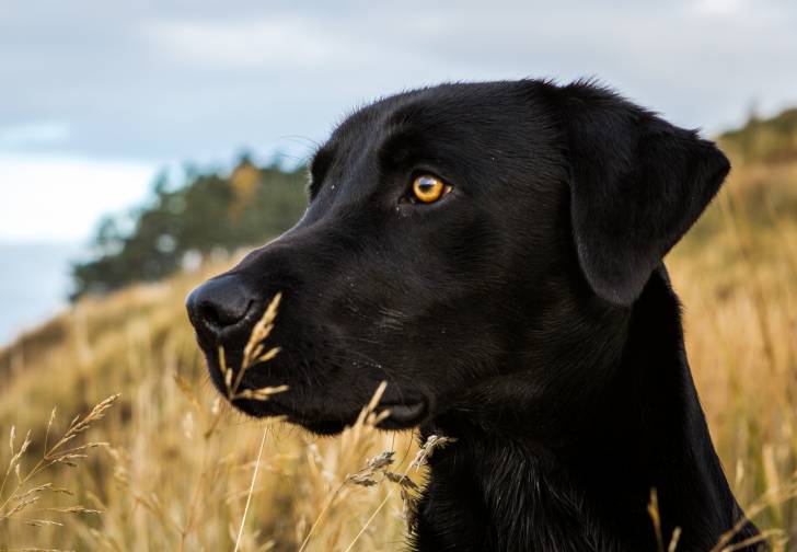 Photo Labrador Retriever