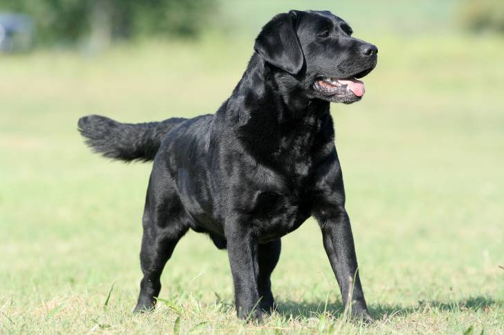 La morphologie d'un Labrador Retriever 