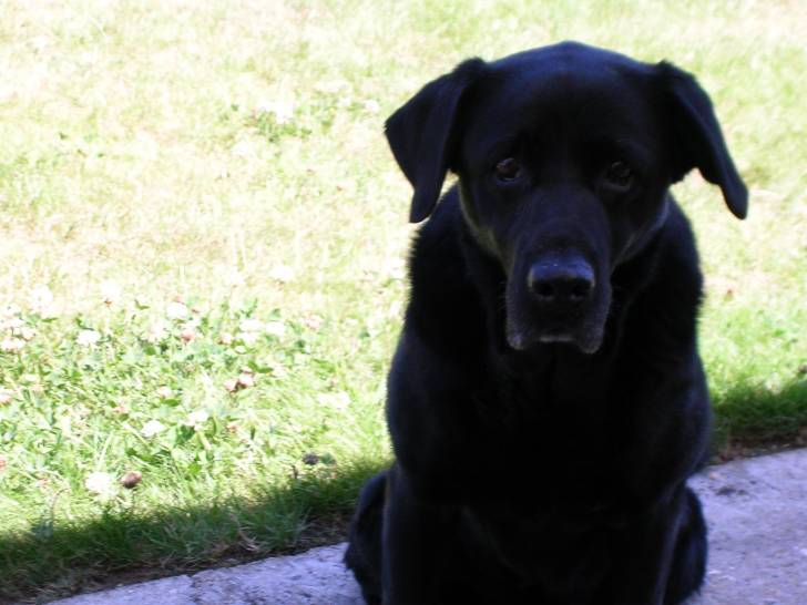 Nadie - Labrador Retriever Femelle (14 ans)