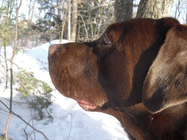Nanouk - Labrador Retriever Femelle (2 ans)