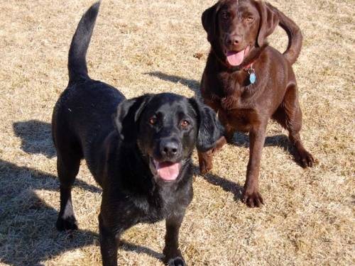 filou et foxy - Labrador Retriever Mâle (2 ans)