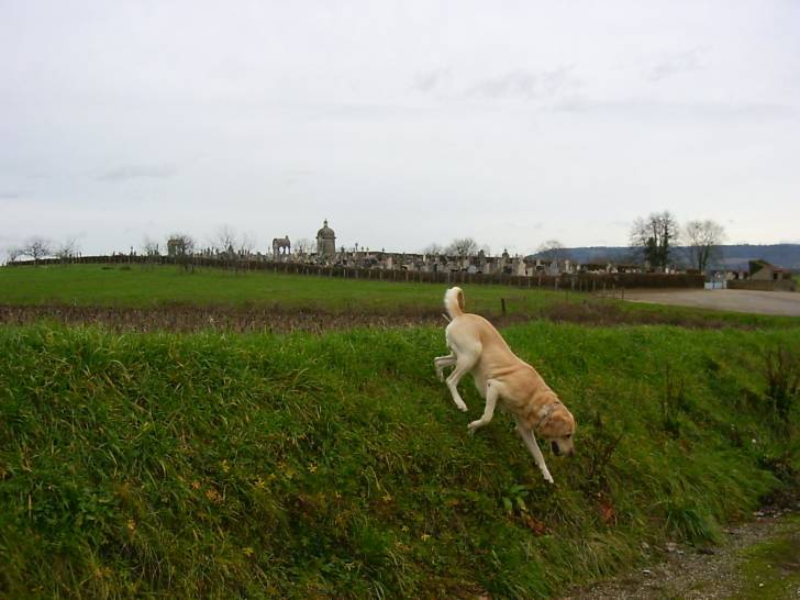 ludo - Labrador Retriever Mâle (14 ans)