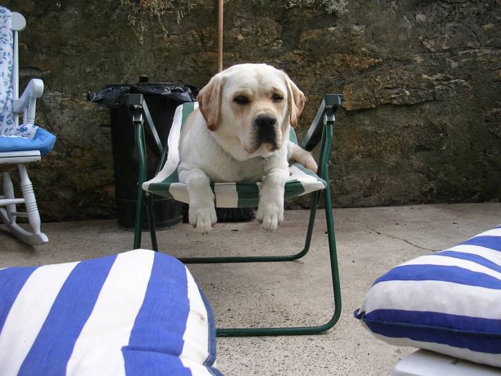 Bambou - Labrador Retriever Mâle (1 an)