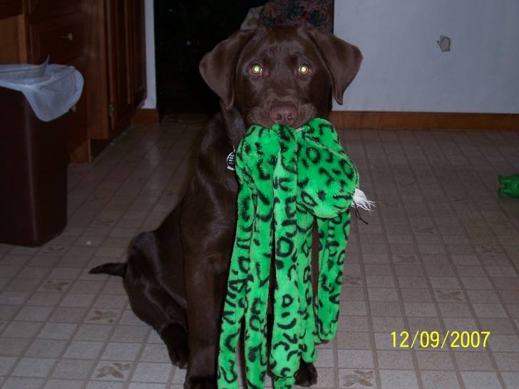 Bear - Labrador Retriever Mâle (6 ans)