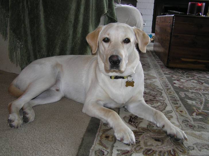 pj - Labrador Retriever Mâle (6 ans)