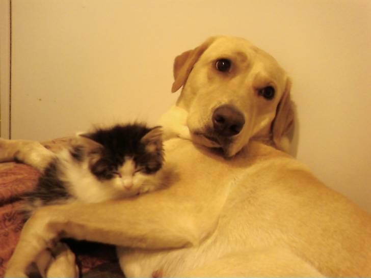 doudoune - Labrador Retriever Femelle (5 ans)