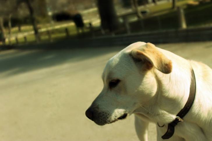 Kobe - Labrador Retriever Mâle (1 an)