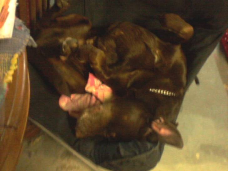 Dutch - Labrador Retriever Mâle (6 ans)