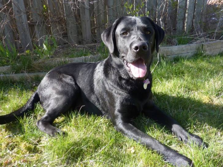 Digger - Labrador Retriever Mâle (1 an)