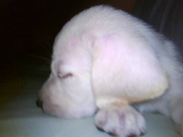 rocko - Labrador Retriever Mâle (1 mois)