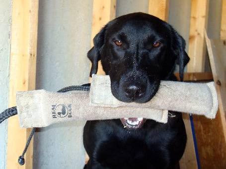 ceca - Labrador Retriever Femelle (2 ans)