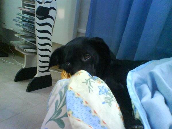 Titeuf - Labrador Retriever Mâle (3 ans)