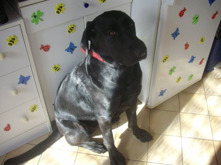 Aldo - Labrador Retriever Mâle (3 ans)