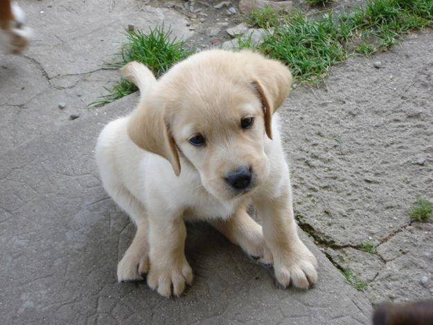 Fougère - Labrador Retriever Femelle (3 mois)