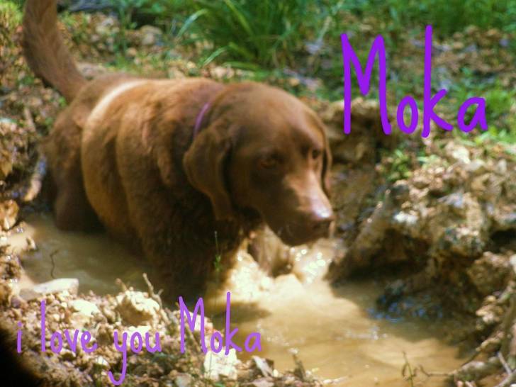 Moka - Labrador Retriever Femelle (3 ans)