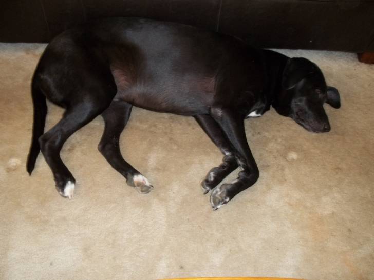 Lexi - Labrador Retriever Femelle (3 ans)